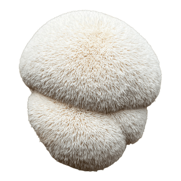 Екстракт от плодното тяло на гъба Лъвска грива (Hericium erinaceus, 10:1) — 200 мг