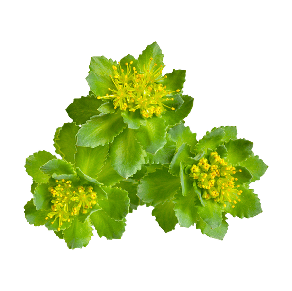 Екстракт от родиола (Rhodiola rosea, 3% розавини / 1% салидрозид) — 200 мг