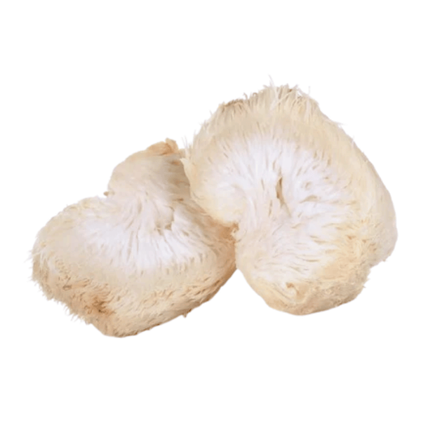 ЕКСТРАКТ ОТ ПЛОДОВИ ТЯЛА НА ГЪБА ЛЪВСКА ГРИВА — 500 МГ (СУТРИ + ВЕЧЕР)